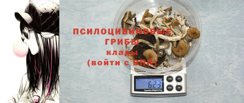 Галлюциногенные грибы GOLDEN TEACHER  купить закладку  Барыш 